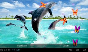 dolphins 800x469 px 162 11 kb