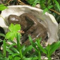 Image result for Rhoicissus rhomboidea