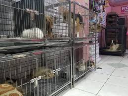 Whatever your needs may be, our experience will help you through this difficult time in your life. List Pet Centers That Offer Boarding Services Philippine Primer