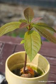 Epingle Sur Jardinage