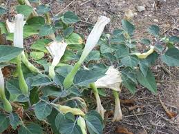 Image result for Datura inoxia