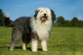 Zusätzliches jod beeinflusst die schilddrüse und damit sämtliche stoffwechselprozesse. Schilddrusenunterfunktion Bei Hunden Masterdog