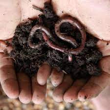 Check spelling or type a new query. Earthworms Aren T As Good For The Soil As You Think Nature And Wildlife Discovery