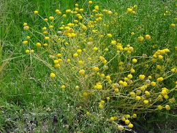 Image result for Brachystephanus calostachyus