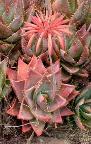 Image result for Aloe cameronii