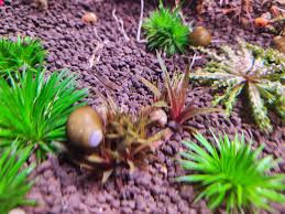 Image result for Eriocaulon buchananii