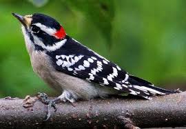 Woodpeckers are known for their peculiar beaks and the drumming sound they make. Types Of Woodpeckers What Do Woodpeckers Eat Downy Woodpecker Birds Woodpecker