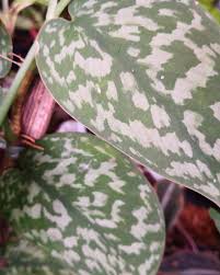 Check spelling or type a new query. Our Scindapsus Pictus Silver Splash Plantznthings Ph Facebook