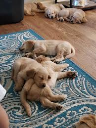 Find cute {{ct_product_cat}} puppies, dogs, and breeders at vip puppies. Golden Retriever Puppies For Sale Naugatuck Ct 310153
