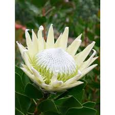 Image result for Protea argyrea