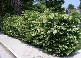 Tra queste ricordiamo il gelsomino bianco, in grado di regalare una folta fioritura estiva, e la boungavillea, adatta alla creazione di siepi nelle zone costiere. Giardini Mgf Le Varieta Piu Adatte Per Realizzare Siepi Basse 80 120 Cm