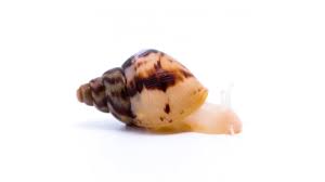 Image result for Behnia reticulata