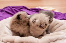 Cat Barbed Penis Male Cat Anatomy Characteristics Anatomy Pathologies