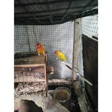 Check spelling or type a new query. Jual Produk Burung Lovebird Lb Paskun Termurah Dan Terlengkap Mei 2021 Bukalapak