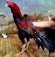 Ayam laga yang bagus harus memiliki mental dan juga tubuh yang berbobot dan ideal serta akan lebih baik jika ayam selalu agresif. Ayam Bangkok Pukul Ko Berikut Ciri Cirinya Lentera Inspiratif