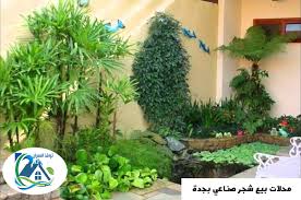 شجر صناعي ساكو شركة نوافذ