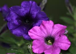 Image result for foto petúnie