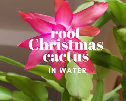 Learn how to care for christmas cacti, thanksgiving cacti, and easter cacti, including how to water a christmas cactus correctly. How To Root Christmas Cactus Cuttings In Water Gardenologist