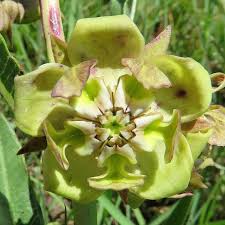 Image result for Pachycarpus concolor