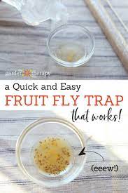 How To Get Rid Of Fruit Flies Fast With A Simple Diy Fruit Fly Trap Diy Fruit Fly Trap Fruit Fly Trap Fruit Flies