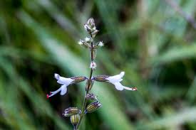 Image result for Indigastrum parviflorum