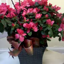Flowers shopping at ginger's flowers in maryville tn is one of my favorite flower shops. Send Flowers Maryville Tn Flower Delivery Bloomnation