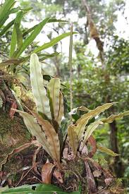Image result for Elaphoglossum kivuense
