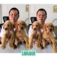 Check spelling or type a new query. Brown And Chocolate Labrador Puppies Ericsson Pet World Facebook