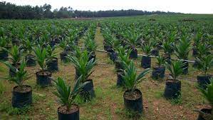 My family palm plantation is just about one acre of ordinary traditional red oil palm and it used to produce red oil worth of n250,000 annually. How To Start High Yield Palm Tree Plantation In Nigeria Wealth Result