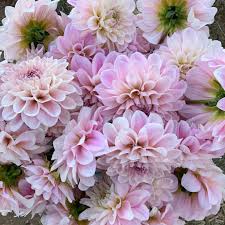 Best value flowers & gifts. Purchase Flowers Blooms