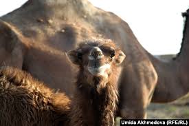 It is because it appears like a camel toe. Camel Breeding In Uzbekistan