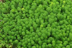 Image result for Haloragaceae