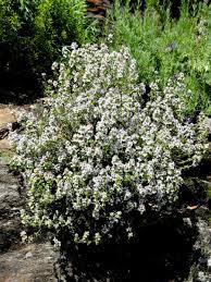 Wir geben ratschläge zum anbau des sonnenanbeters im eigenen garten. Echter Thymian Thymian Vulgaris