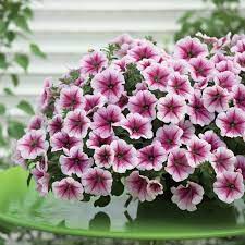 Raspberry Ice Opera Supreme Petunia Winter Plants Petunias Plants
