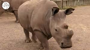 The Northern White Rhino Story
