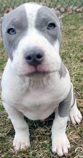 Xl Gottiline Blue Pitbull Male Puppy Pitbull Puppies For Sale Puppies Pitbull Puppies