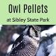 Owl Pellets at Sibley State Park event image