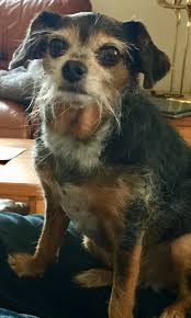 Dachshund Chihuahua Mix Black And Brown Chelsea The Catfish Chiweenie Wirehaired Dachshund Chihuahua Mix Wire Haired Dachshund Baby Dogs Cute Animals