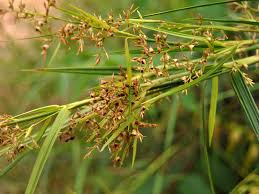 Image result for Scleria rehmannii