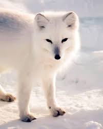 Cute Arctic Fox New Paint By Numbers Numeral Paint Find photos of arctic fox.