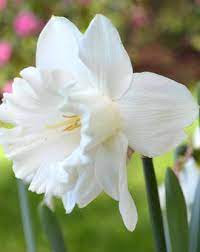 Close up shot of hyacinth flowers on a white background. White Flowering Bulbs Dutchgrown