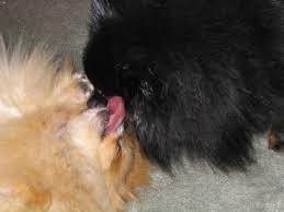 All Things Dog Blog