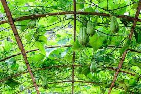 How To Grow Chayote With Guaranteed Success Plants Trellis Plants Perennials
