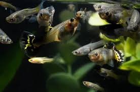 Shop the top 25 most popular 1 at the best. Guppy Pond How To Start And Maintain A Guppy Pond Guide Aquarium Genius