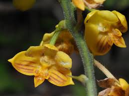 Image result for Polystachya songaniensis