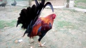 We did not find results for: 6 Jenis Ayam Aduan Laga Yang Sering Juara Hewanpedia