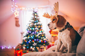 Find the perfect christmas puppies stock photos and editorial news pictures from getty images. Cute Christmas Puppies Cute Baby Animal Photos
