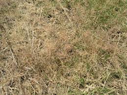 Image result for Eragrostis homblei