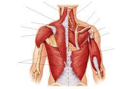Picture was taken from the web, original source could not be traced, used under fup. Unlabeled Back Shoulder Muscles Posterior Shoulder Muscles Muscle Diagram Muscle