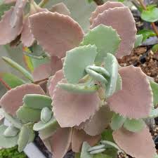Kalanchoe Millotii Cuttings Cactusplaza Com